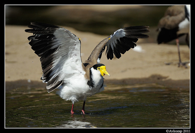 masked lapwing 0920