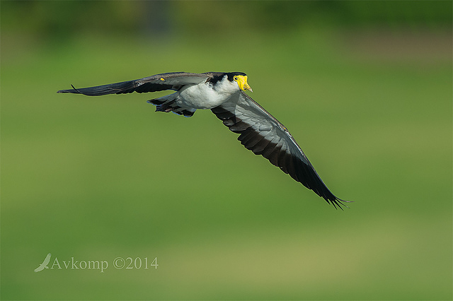 masked lapwing 11813