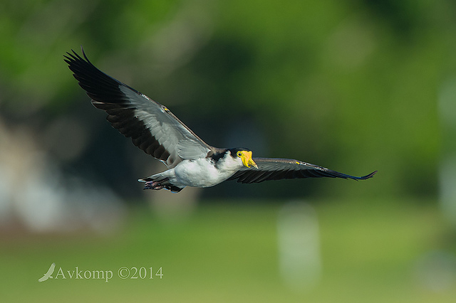 masked lapwing 11815