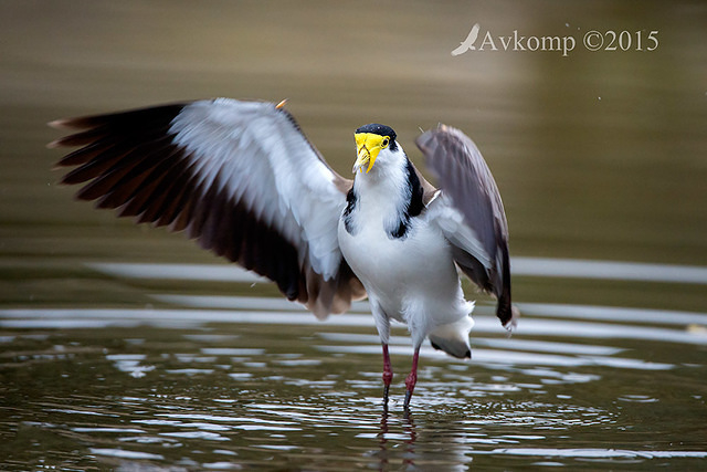 masked lapwing 1346