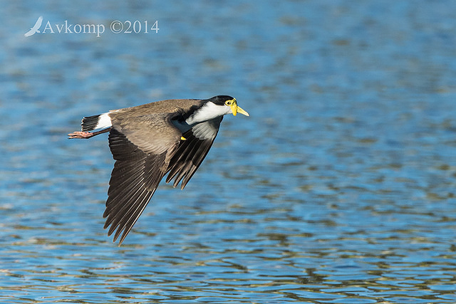 masked lapwing 16417