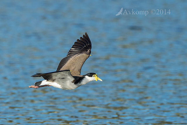 masked lapwing 16418