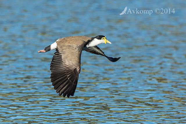 masked lapwing 16419