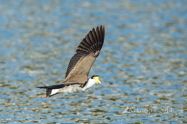 masked lapwing 16420