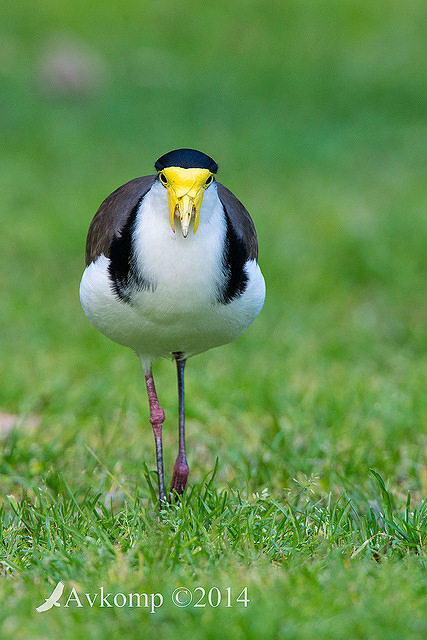 masked lapwing 17009