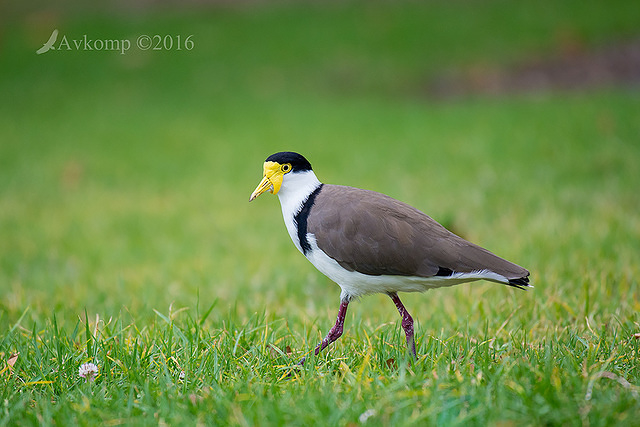 masked lapwing 6821