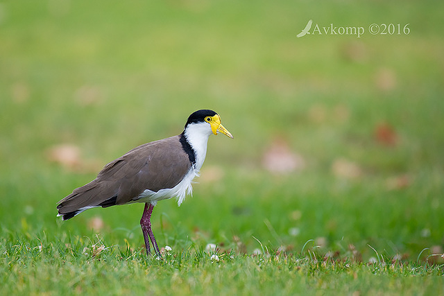 masked lapwing 6824