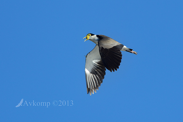 masked lapwing 7973