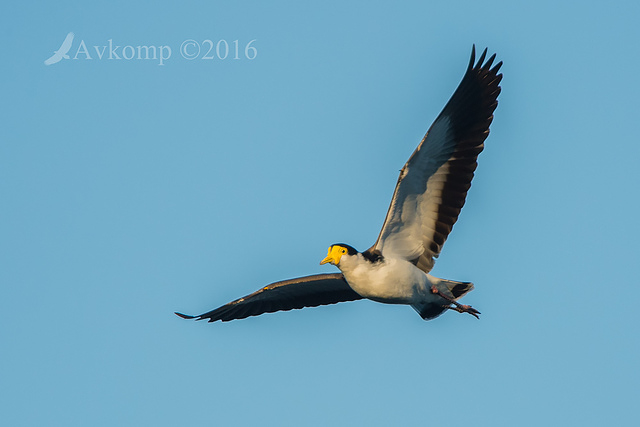 masked lapwing 8493