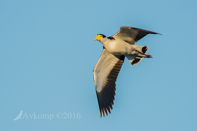 masked lapwing 8494