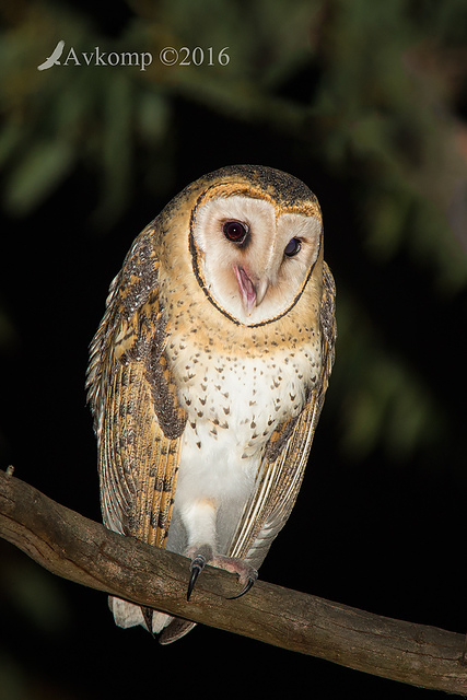 masked owl 10555