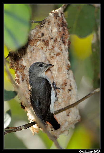 mistletoe bird 5091