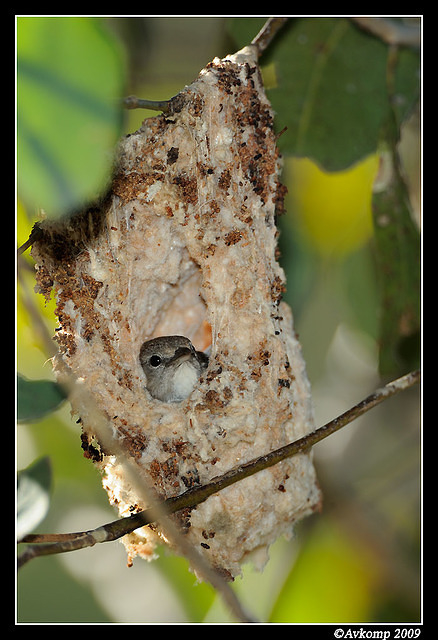 mistletoe bird 5092