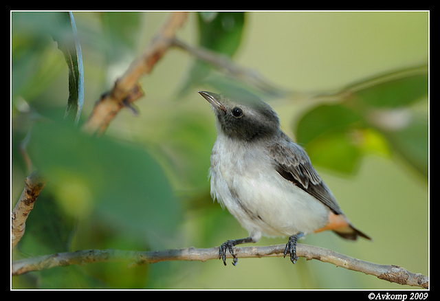 mistletoe bird 5095