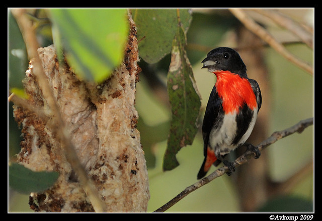 mistletoe bird 5100