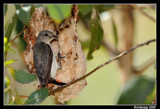 mistletoe bird 5101