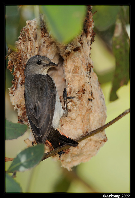 mistletoe bird 5103