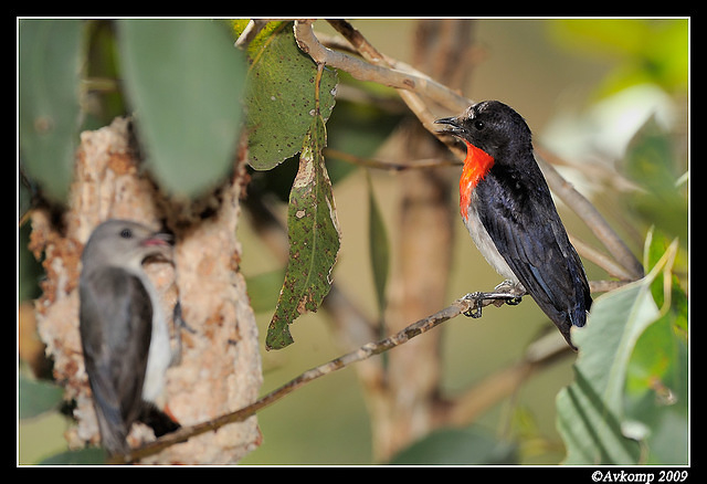 mistletoe bird 5110