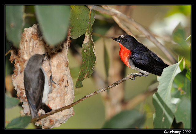 mistletoe bird 5111