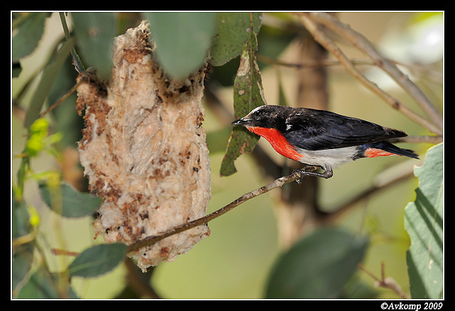 mistletoe bird 5113