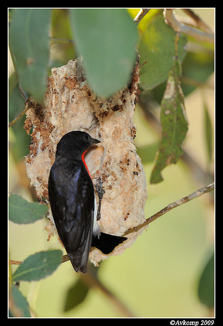 mistletoe bird 5115