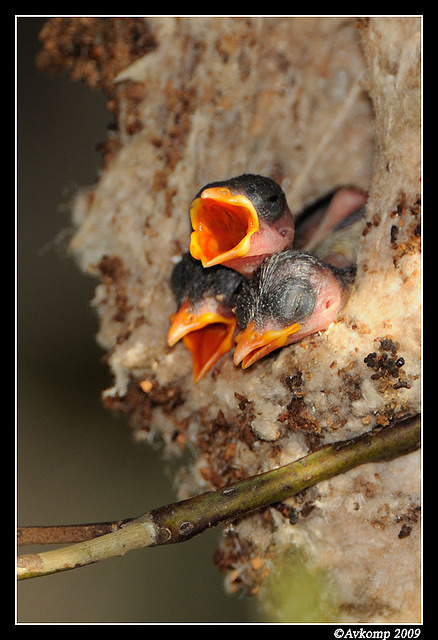 mistletoe bird 5129