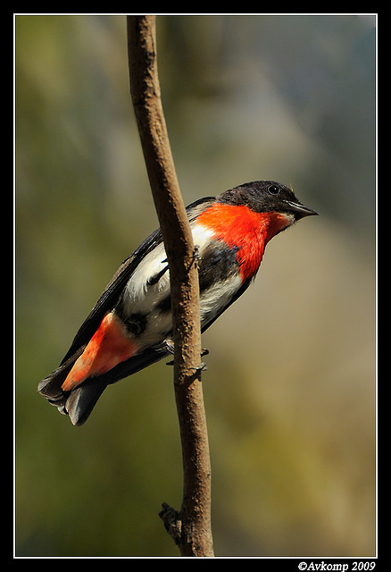 mistletoe bird 5141