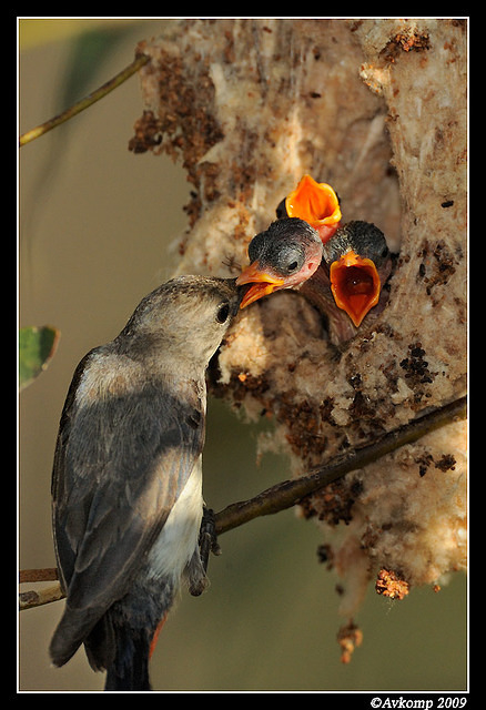 mistletoe bird 5142