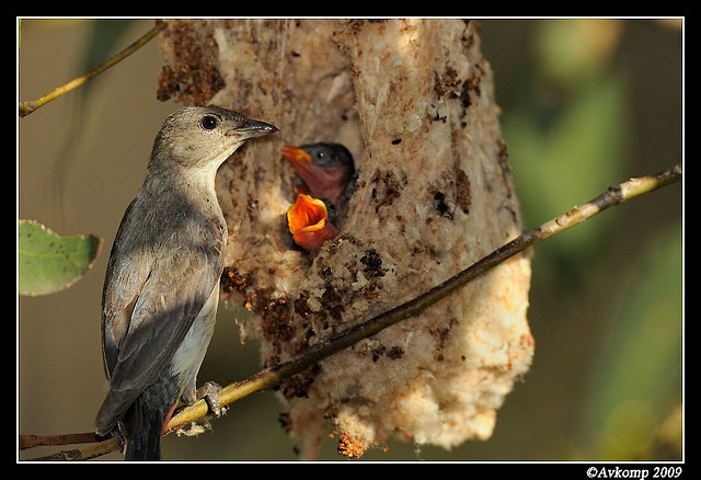 mistletoe bird 5143