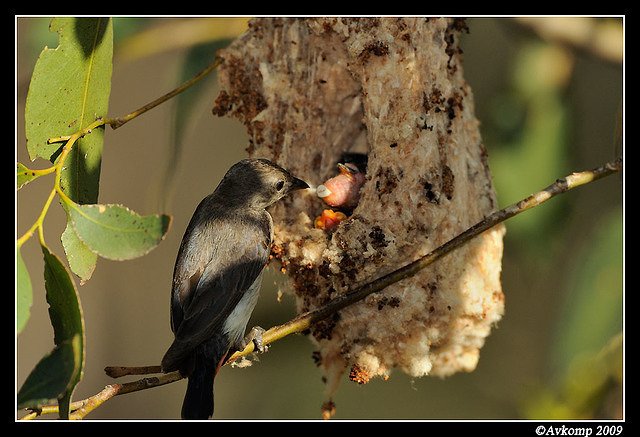 mistletoe bird 5146