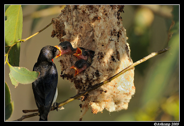 mistletoe bird 5147