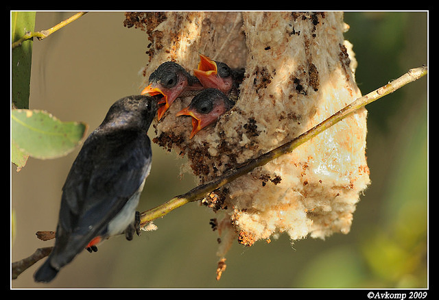 mistletoe bird 5148