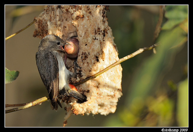 mistletoe bird 5155