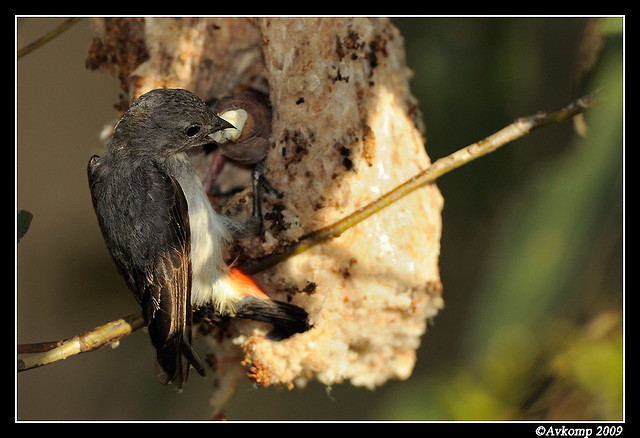 mistletoe bird 5156