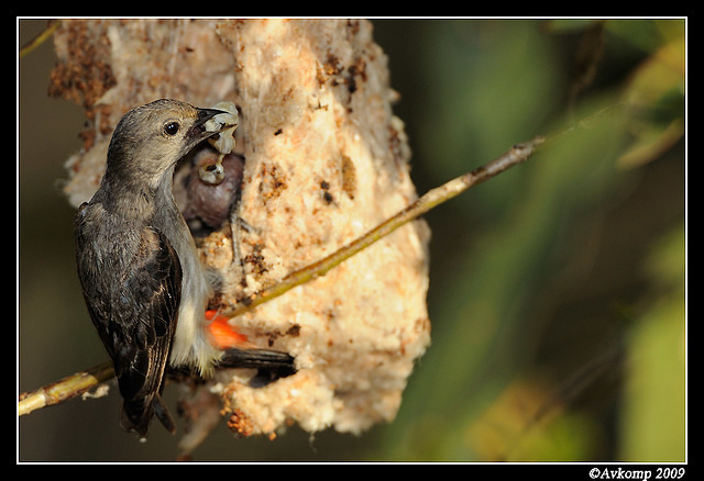 mistletoe bird 5157