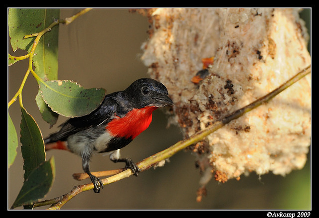 mistletoe bird 5162