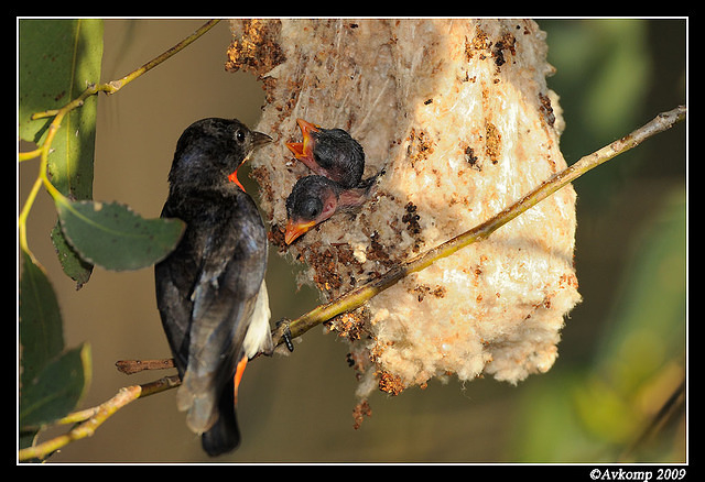 mistletoe bird 5166