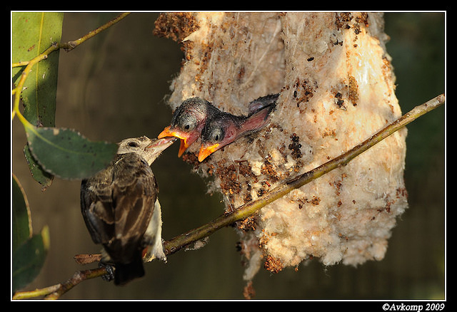 mistletoe bird 5169