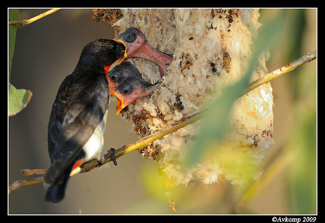 mistletoe bird 5173