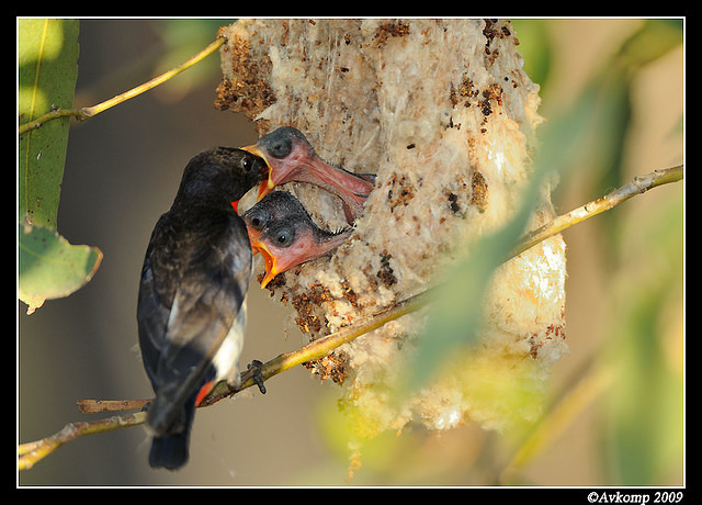 mistletoe bird 5175