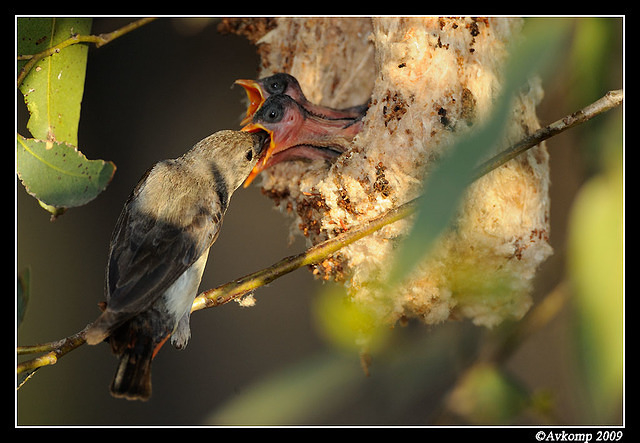 mistletoe bird 5179