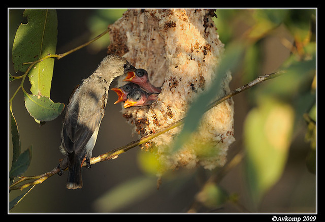 mistletoe bird 5181