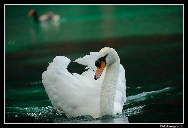 mute swan 0022