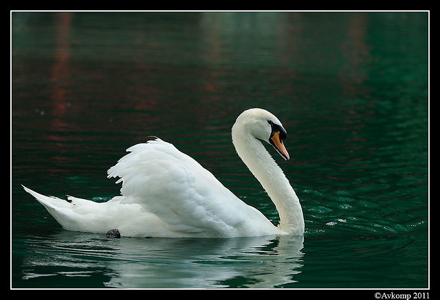 mute swan 0025