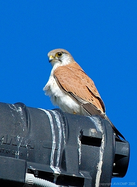 nankeen kestral 1 adobe monitor rgb std