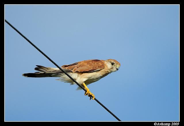 nankeen kestral 5015