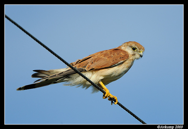 nankeen kestral 5017