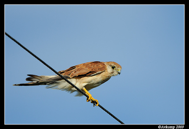 nankeen kestral 5018