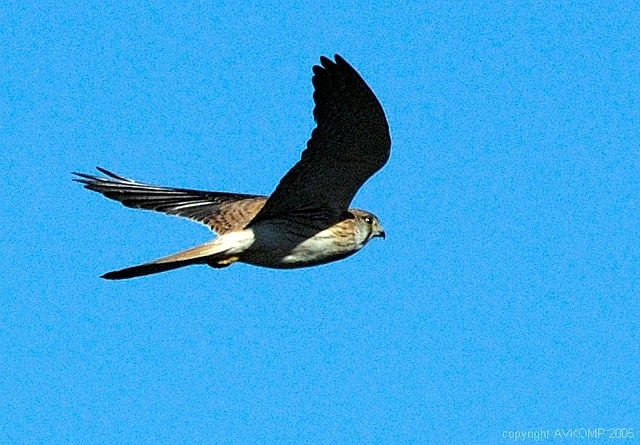 nankeen kestral in flight 2 adobe monitor std