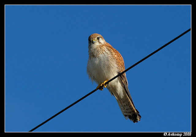 nankeen kestral2489